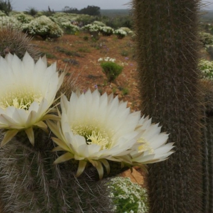 Echinopsis skottsbergii